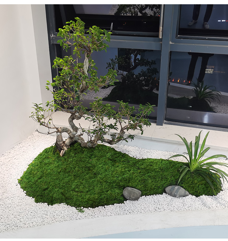 Sphagnum Moss Dry - Yapay yosun filamentleri yosun çim insanlar
