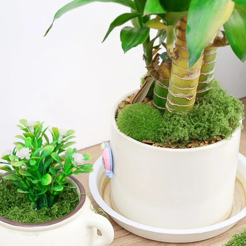 50/300G DIY Sahte Yosun Çim So - Sphagnum Moss Dry incelemesi ve fiyatı