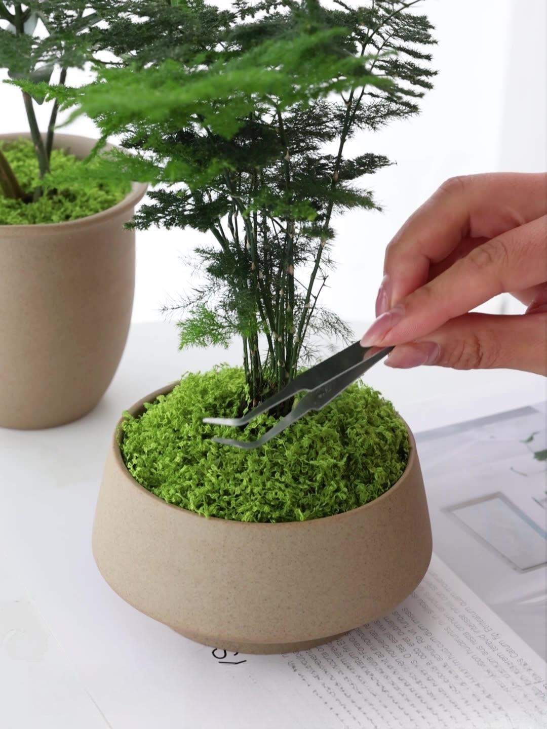 Yapay yosun filamentleri yosun - Sphagnum Moss Dry incelemesi ve fiyatı