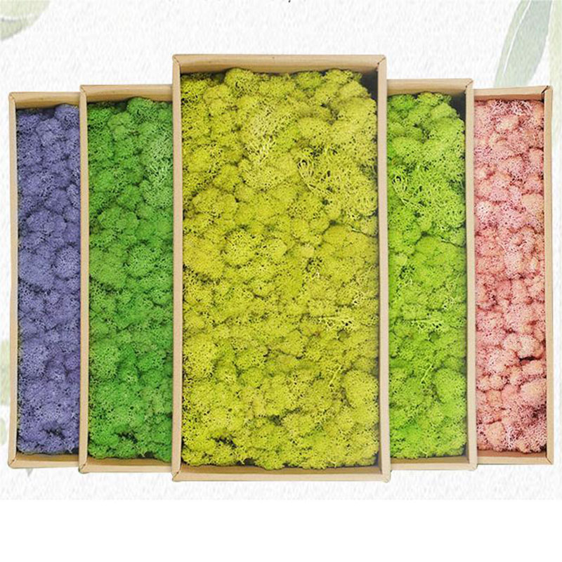20g yapay yeşil bitkiler ebedi - Sphagnum Moss Dry incelemesi ve fiyatı